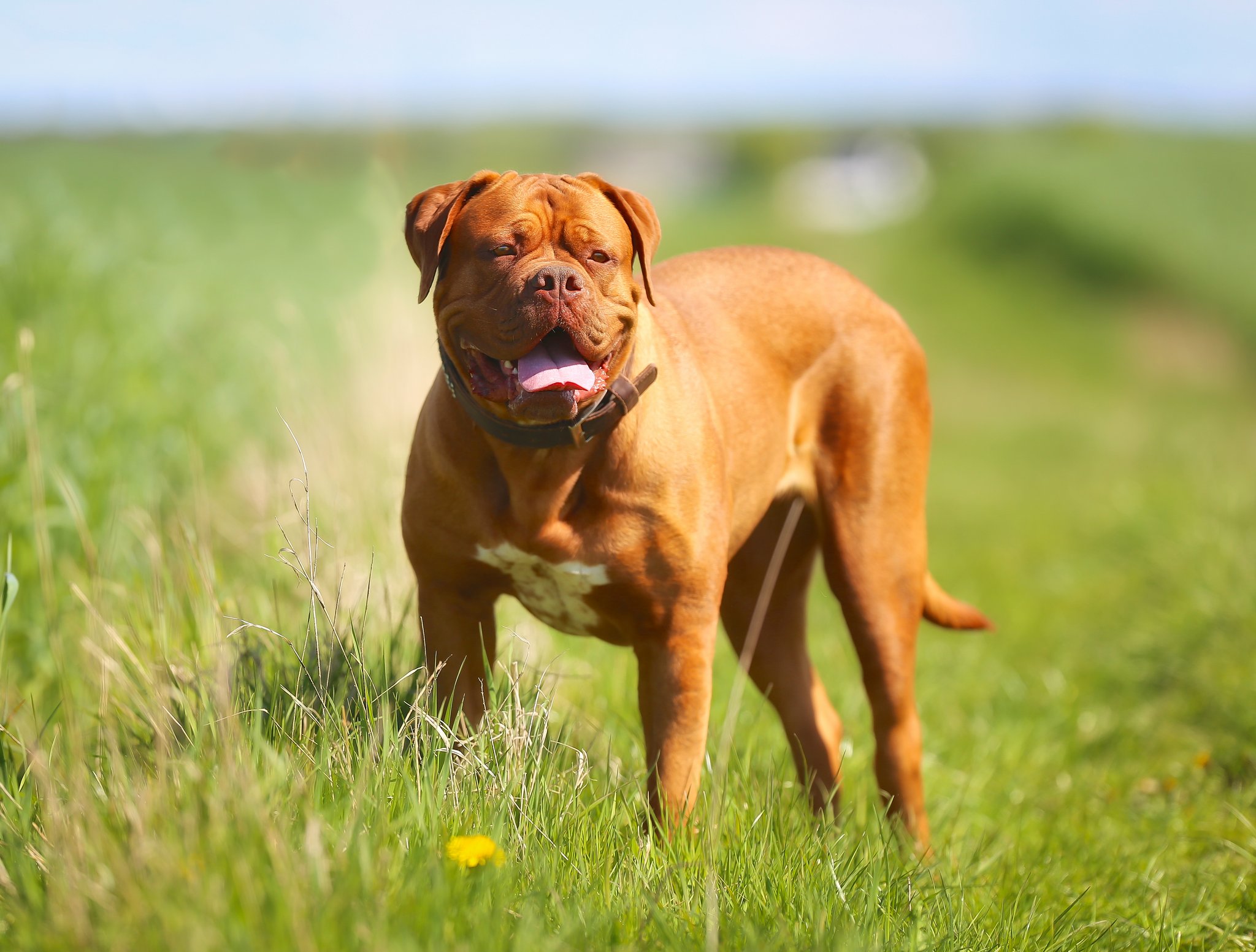 Bordeaux Dogge – die bullige Beschützerin