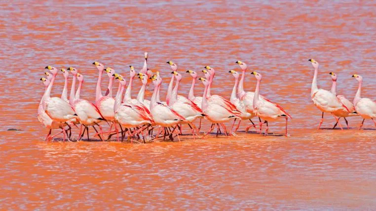 7f66647c47def66f0e05a35a95fca34ba64be6b0 flamingos-paarungstanz.jpg