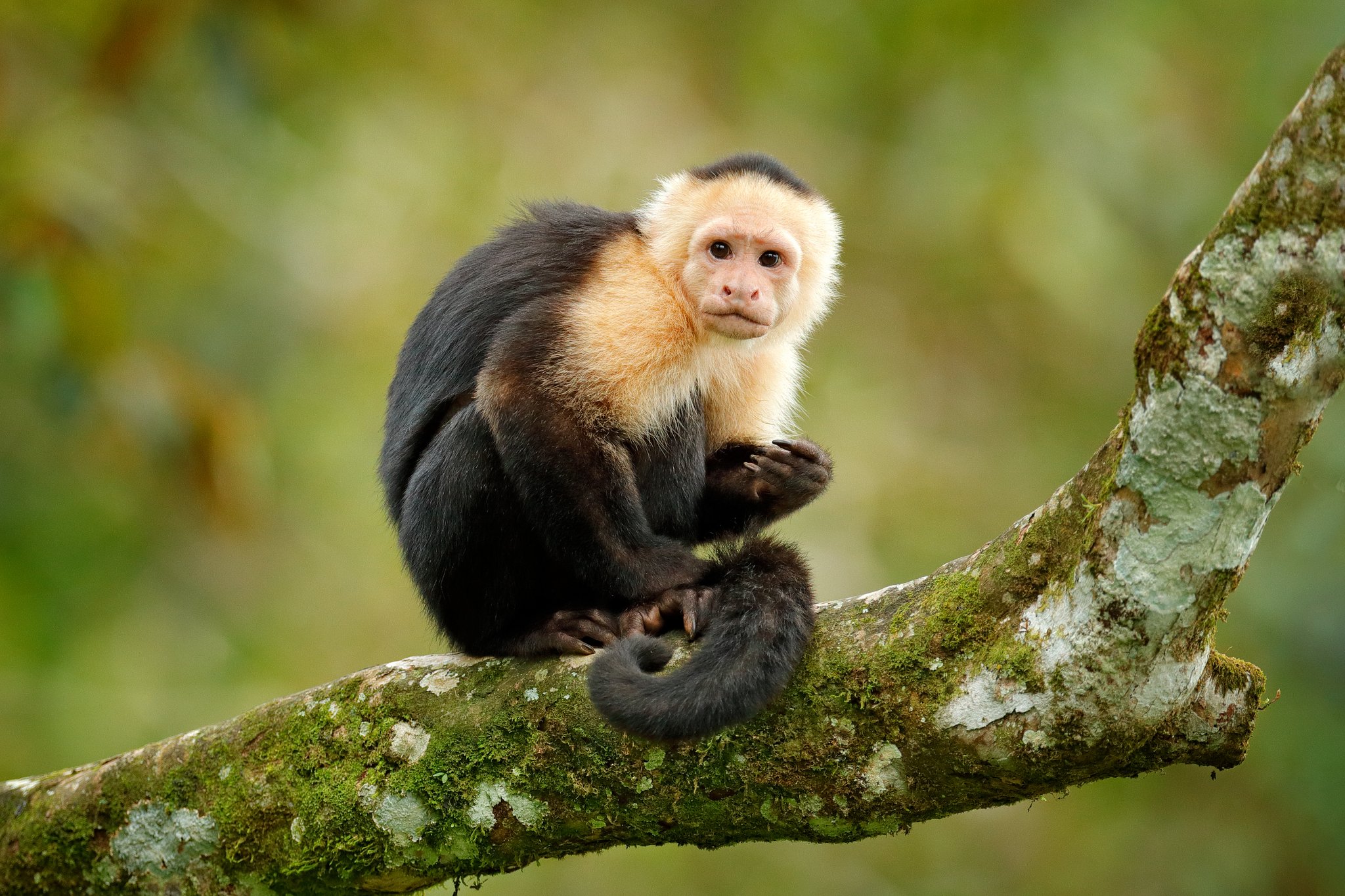Artgerechte Affenhaltung in Schweizer Zoos
