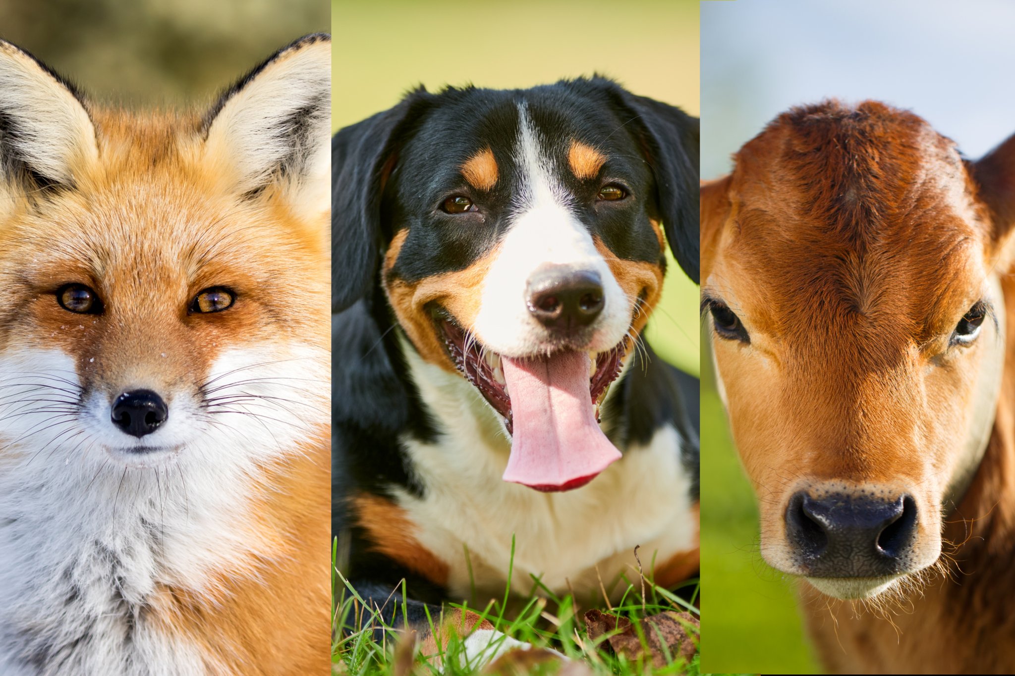 Das sind die Top 10 meistgelesenen Tierwelt-Artikel aus dem Jahr 2023