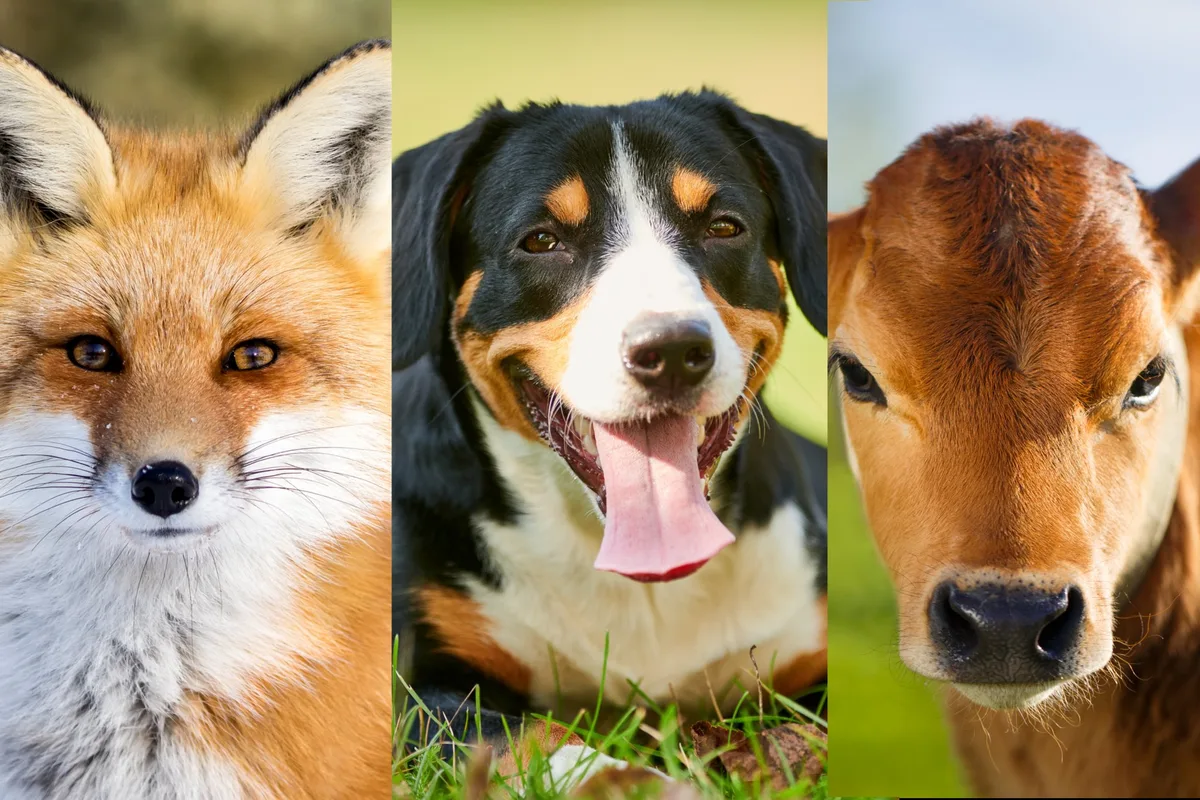 top10_2023_teaser_2 Das sind die Top 10 meistgelesenen Tierwelt-Artikel aus dem Jahr 2023