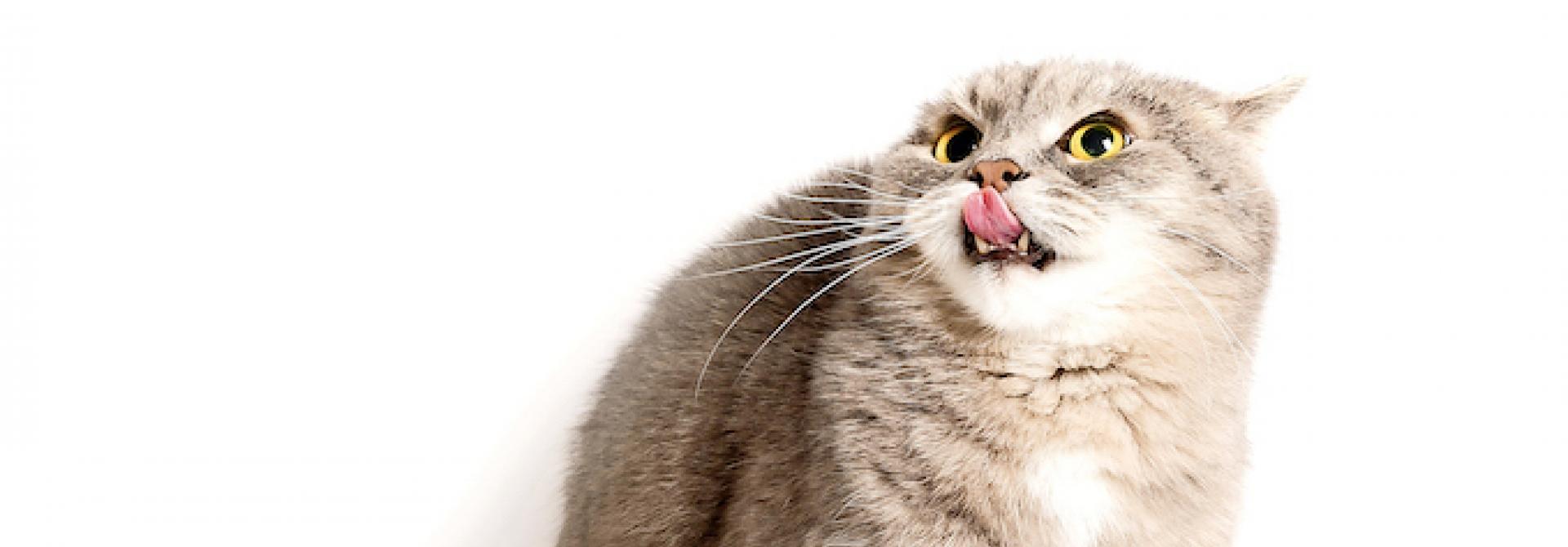 Katze mit Rolling Skin Syndrome