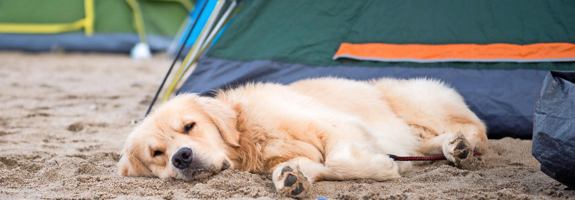 camping-mit-hund.jpg