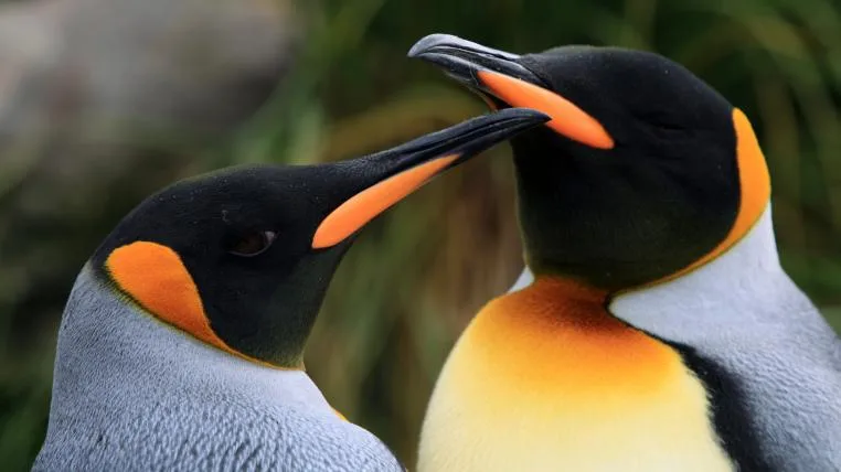 dc2cc46688ba13a2932e7bcad795a42430929910 pinguine.jpg