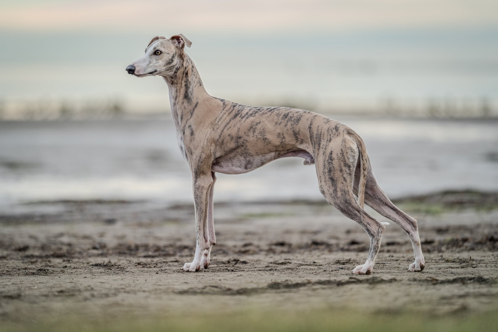 Whippet: Der sanftmütige und anhängliche Windhund