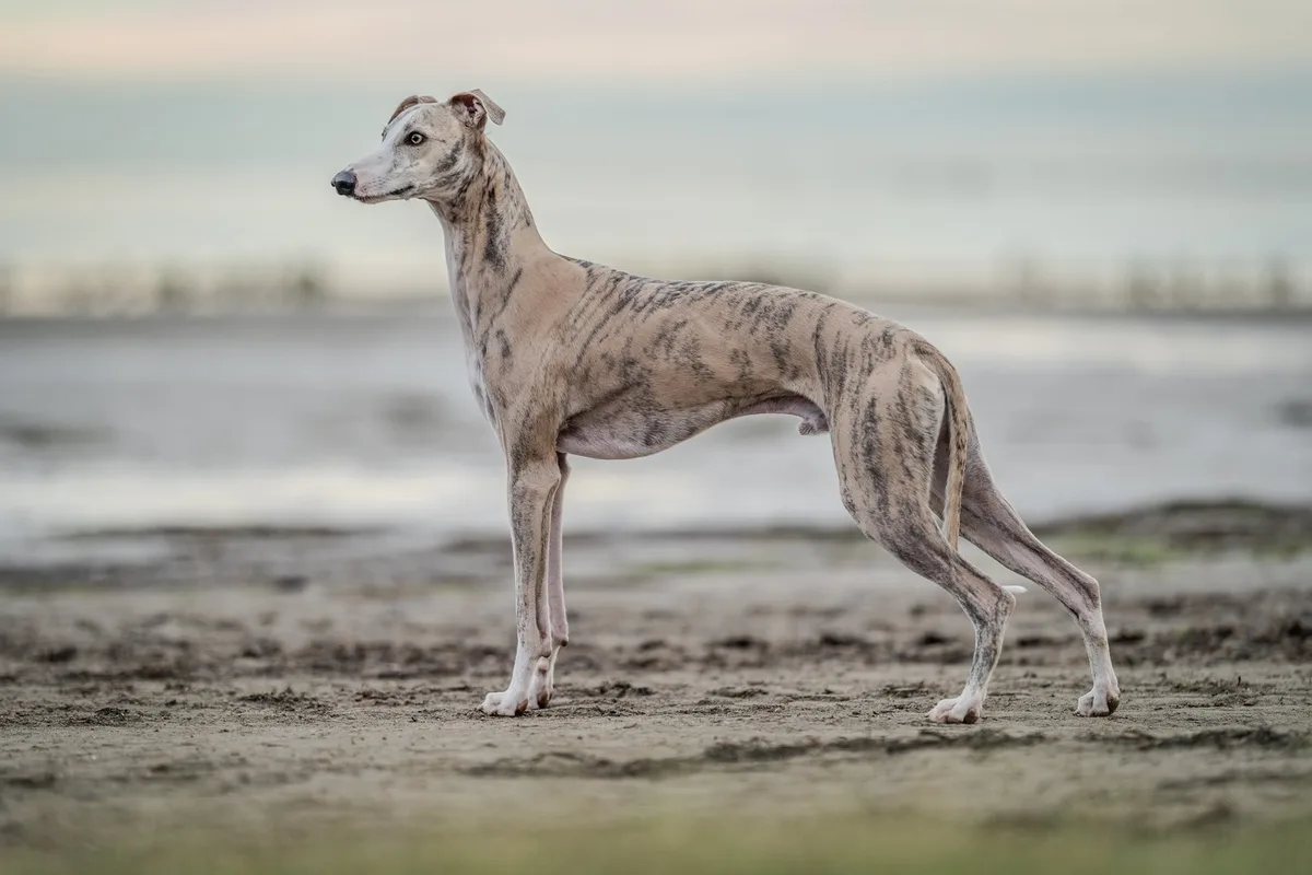 shutterstock_2535095653 Whippet: Der sanftmütige und anhängliche Windhund