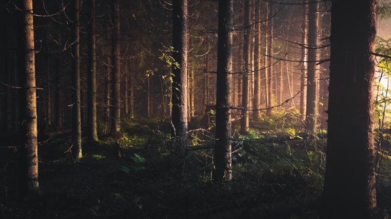 Wald4.jpg
