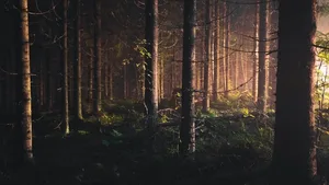 Umgestürzte Bäume und Wurzelteller können zumindest während der ersten Jahre nach einem Sturm einen wichtigen Beitrag zum Schutz vor Steinschlag oder Erosion
leisten.