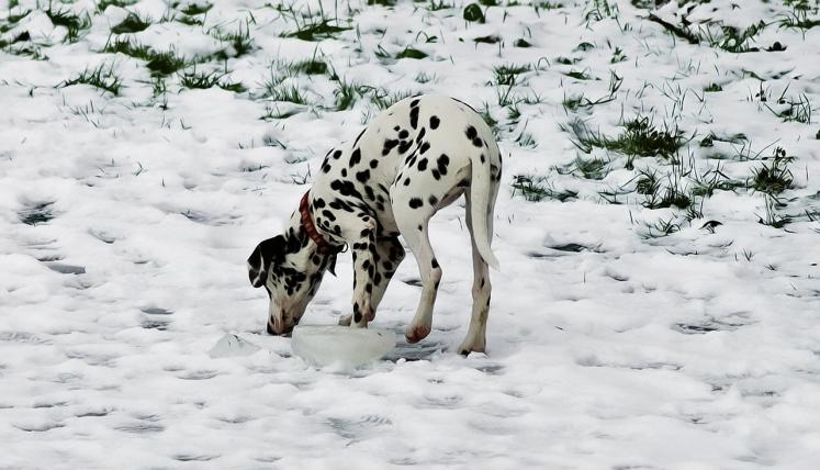 05_hund.jpg