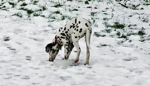 Das sollte wiederum machbar sein. Hunde müssen sich schliesslich nicht wirklich verstecken. Ob Herrchen im Winter manchmal Mühe hat, seinen Dalmatiner zu finden?