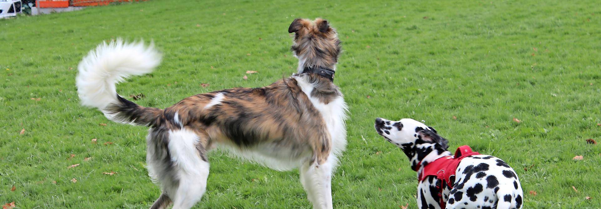 hunde-charakter.jpg