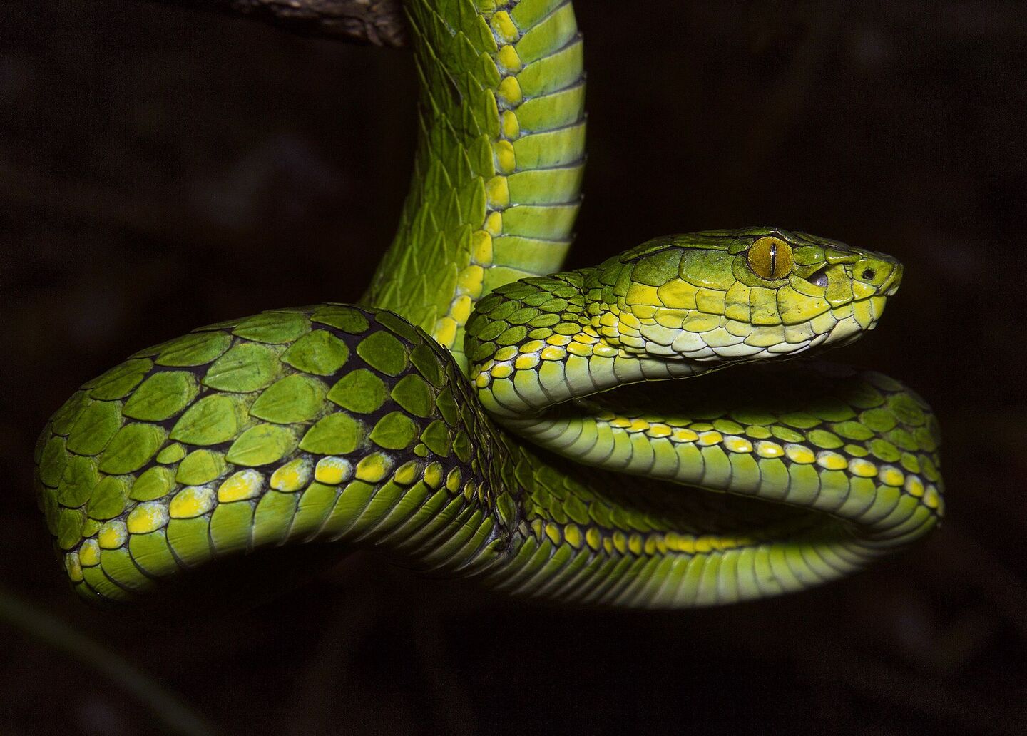 Trimeresurus salazar