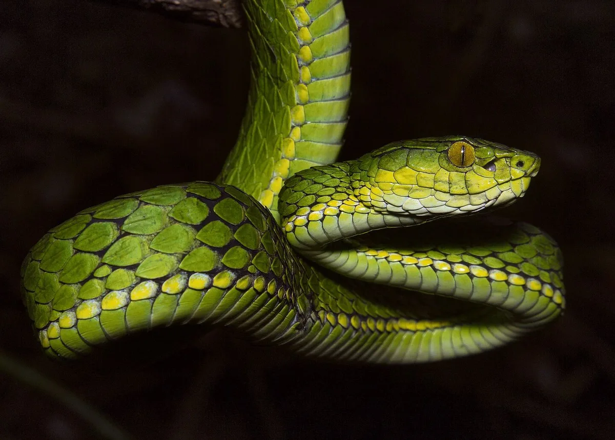 f12ceb24cae1863794e4f9807472003cdae037a469822f427378fd8a9dcb92c3 Trimeresurus salazar