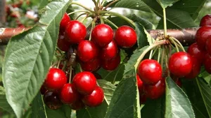 2020 war ein gutes Kirschenjahr.