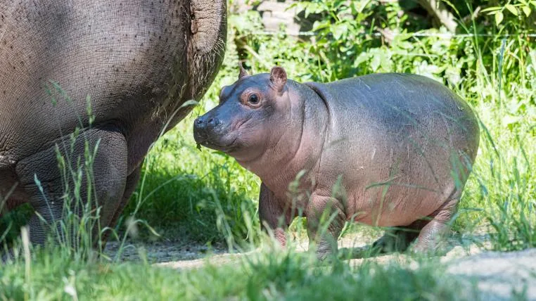 3ea90e29f8c968b40b5c225894552de4bd945a55 Flusspferdbaby im Zoo Basel