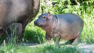 Jöööh! Flusspferdbaby Serena zottelt brav seiner Mutter Helvetia hinterher.