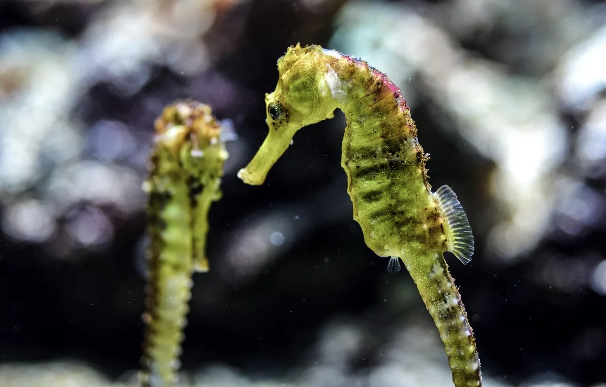 seahorse-4768599_1920 Wenn das Männchen schwanger wird – Seepferdchen und ihre vertauschten Rollen