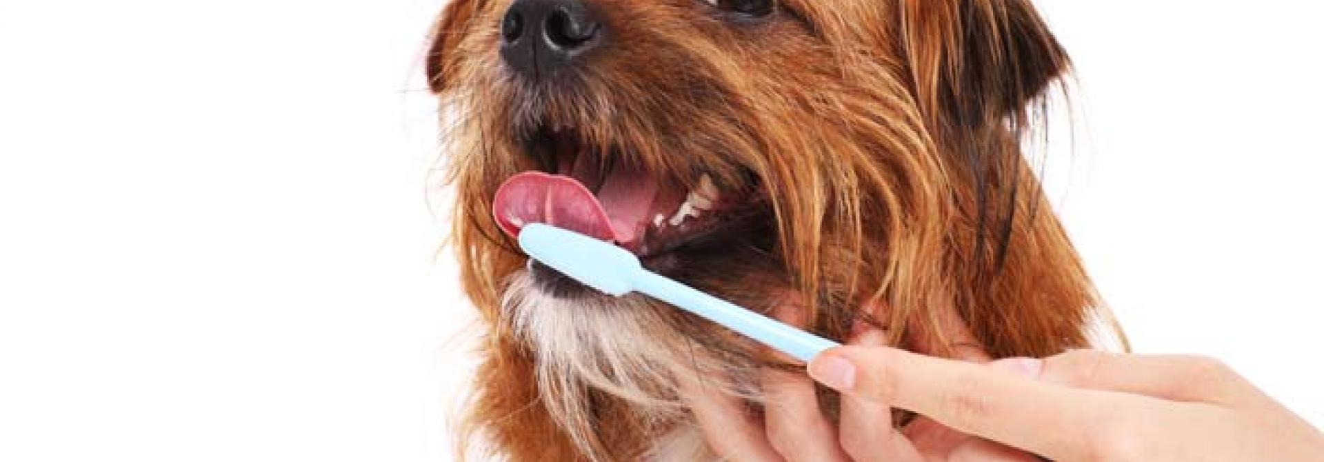 Hund werden Zähne geputzt