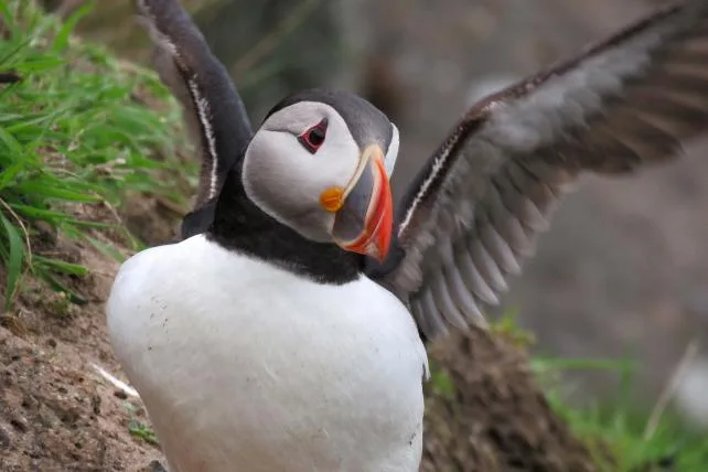 9dc091a451e6fe30bad3d4d3c7d9b50e90532ddb 01-puffin.jpg