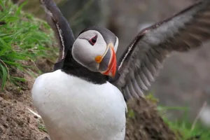 Tausende Papageitaucher kommen jedes Jahr auf die Insel Skomer in der Grafschaft Pembrokeshire in Wales zurück, um zu brüten.
