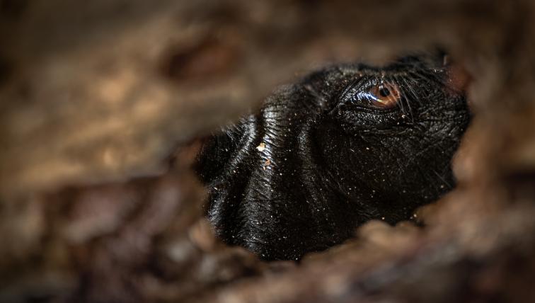 Auge eines Berggorillas