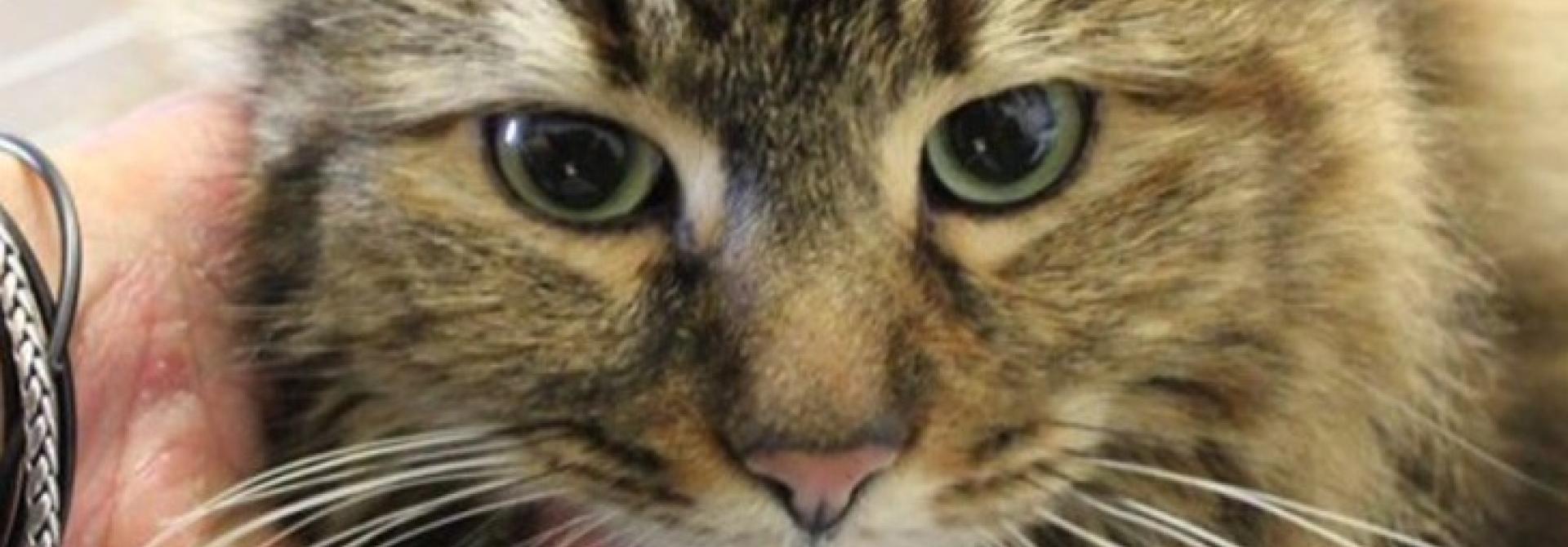 tierheimkatze.jpg