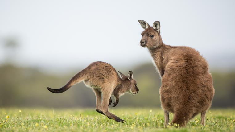 Kängurus in Australien
