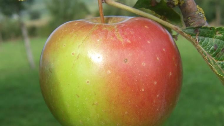 Wehntaler Hagapfel
