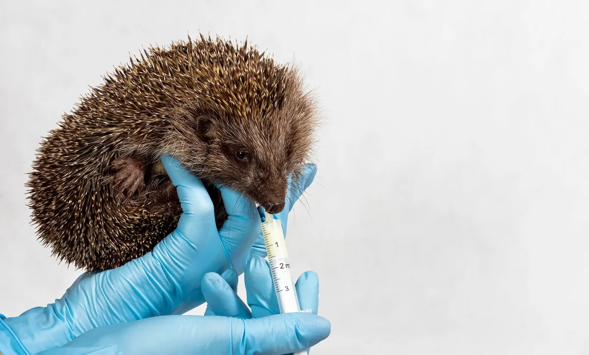 shutterstock_1679968501 Erste-Hilfe-Massnahmen für verletzte und kranke Säugetiere