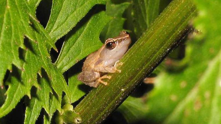 coqui-s.jpg