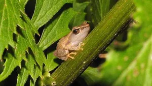 Am meisten invasive Arten finden sich auf Hawaii. Eine davon ist die Froschart Coquí aus Puerto Rico.