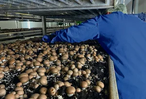 Nur ein geschultes Auge erkennt die ausreichend reifen Pilzköpfe.