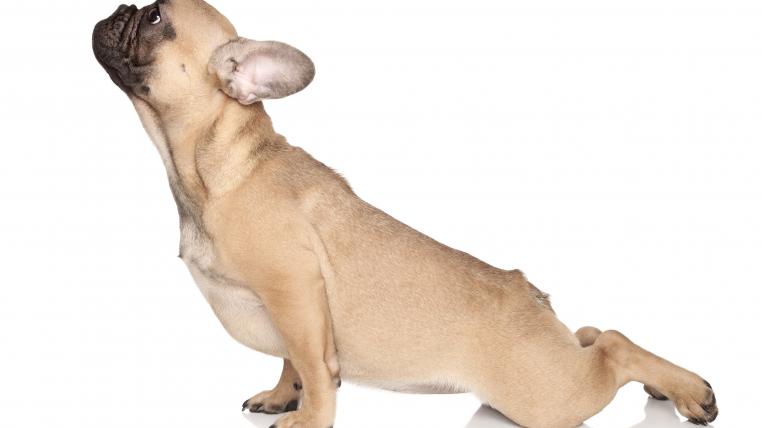 yogahund1.jpg