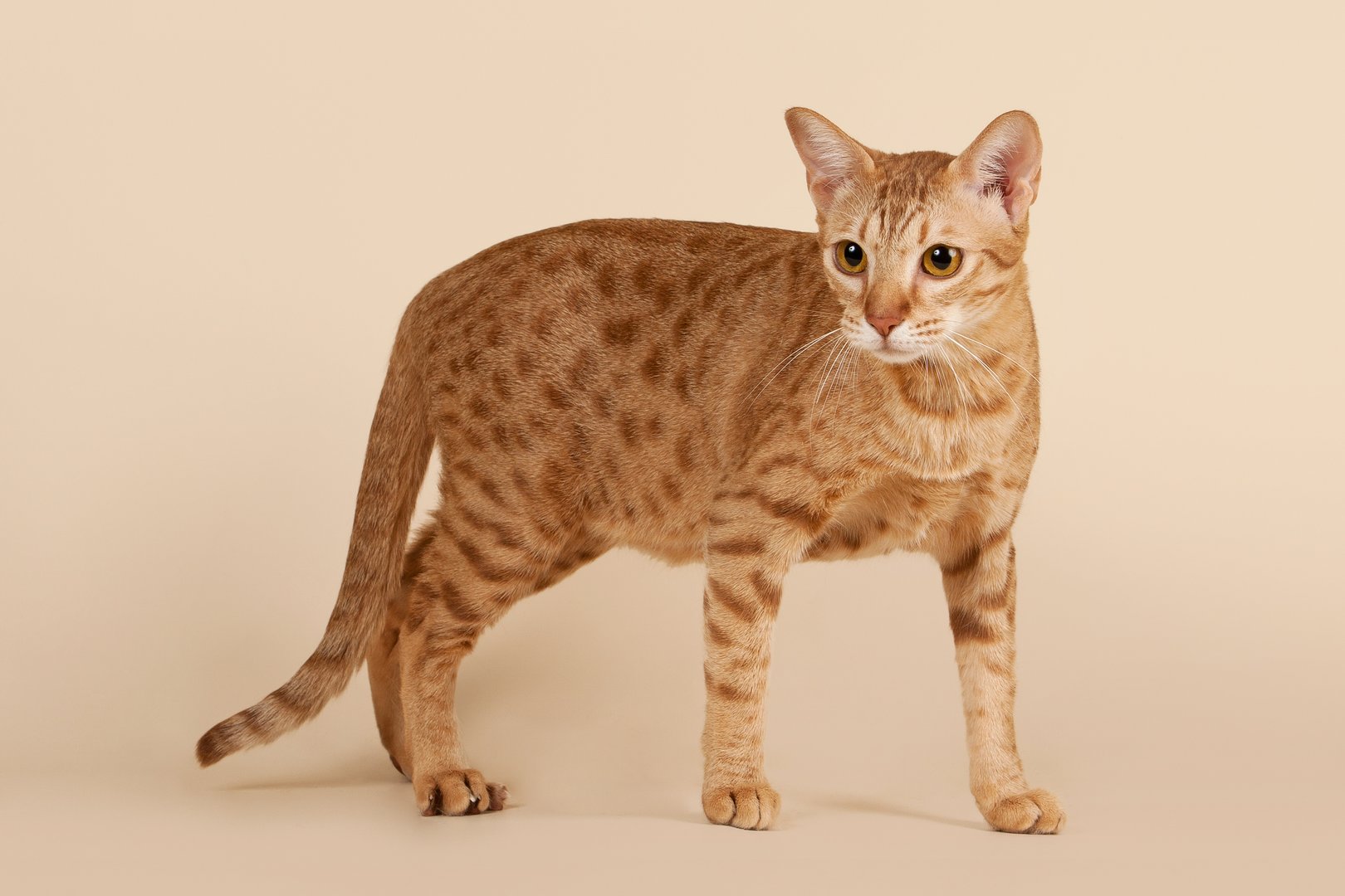 Ocicat: Die vermeintliche Wildkatze mit aufgeschlossenem Charakter