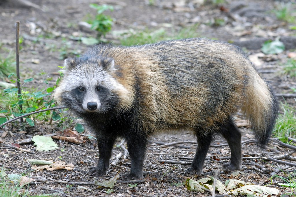 Der Marderhund: Maskierter Einwanderer