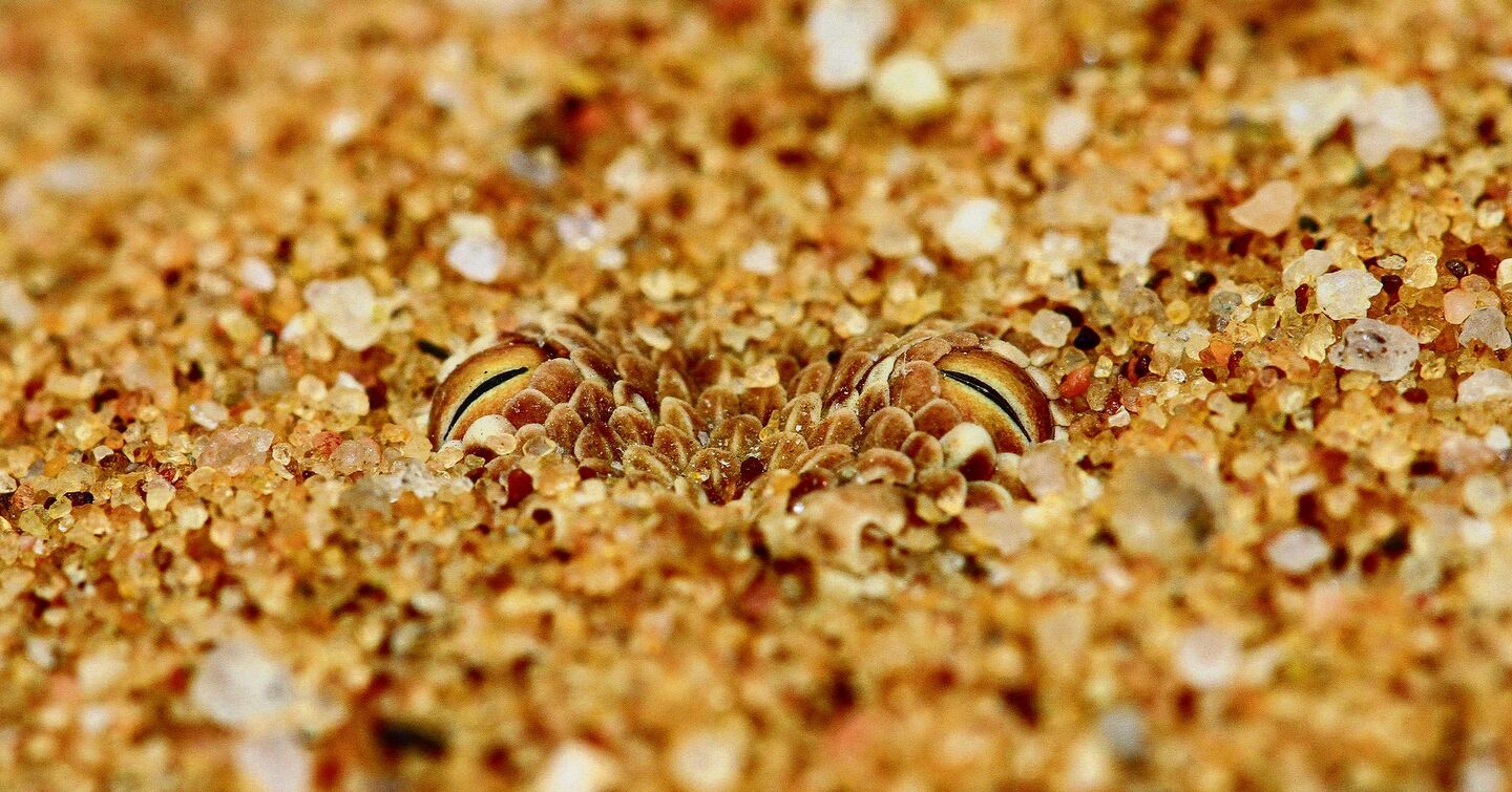 in den Sand ein, sodass oft nur die Augen herausschauen. So verschmilzt ihr Körper komplett mit der Umgebung.
