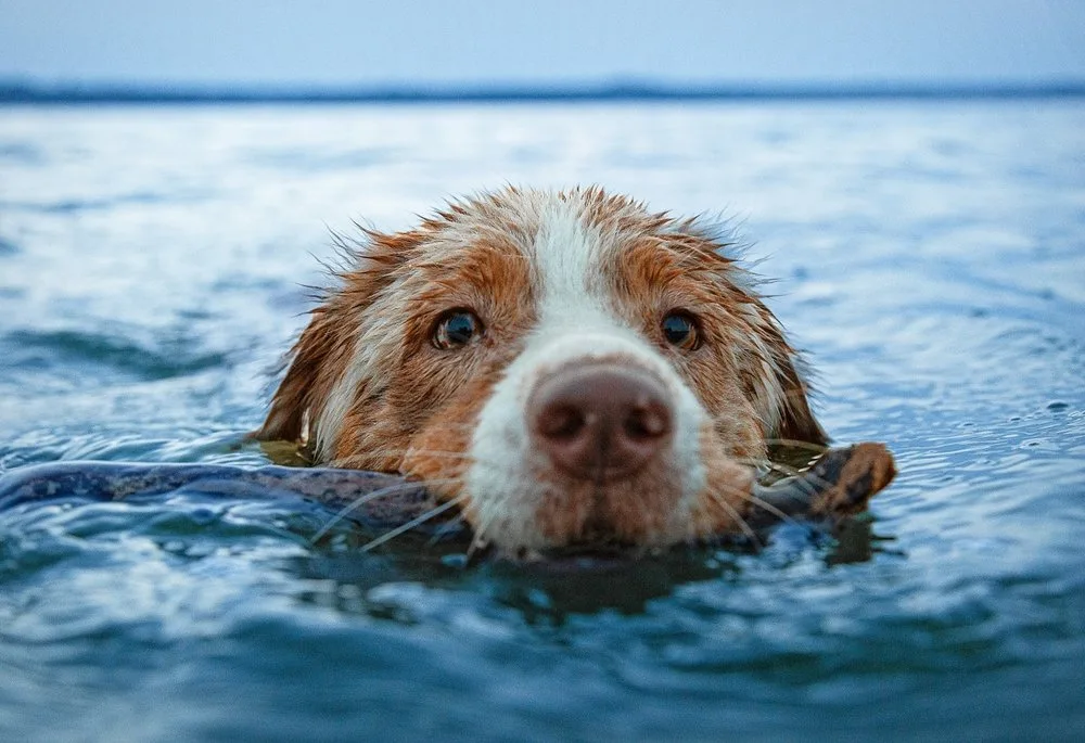 shutterstock_2476676297 Blaualgen sind verantwortlich für tote Hunde