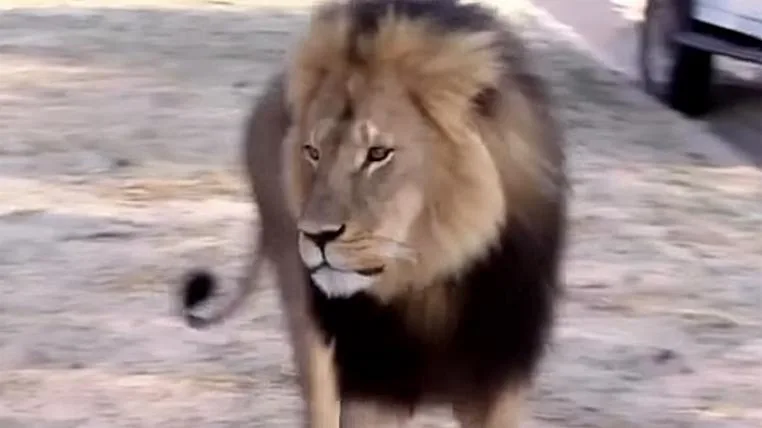 abbd99300095c3fcdaadef4b58f8315b71ed7009 Löwe Cecil