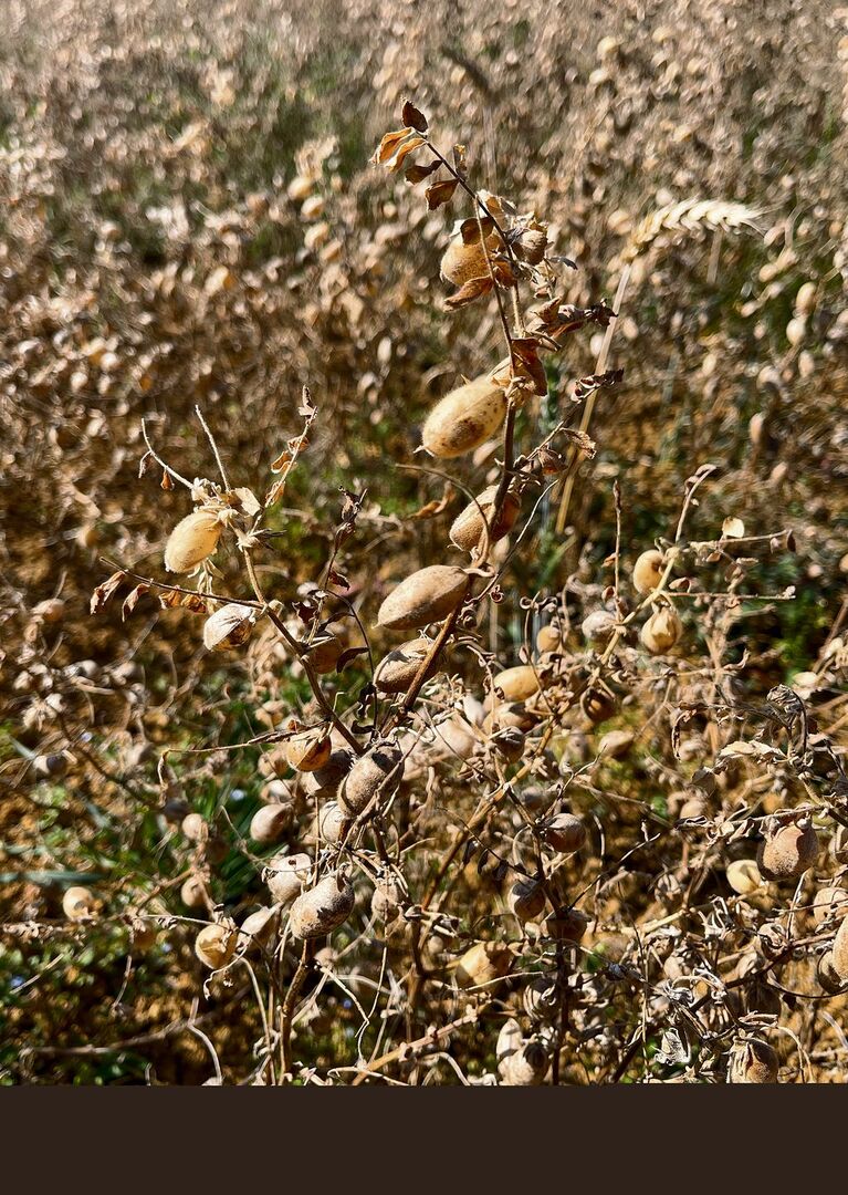 Die reifen Kichererbsen warten auf die Ernte.