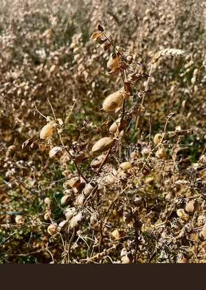 Die reifen Kichererbsen warten auf die Ernte.