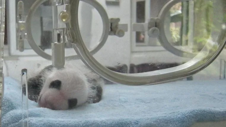 17df55205d715596742f7223c511613bd442941f pandababy.jpg
