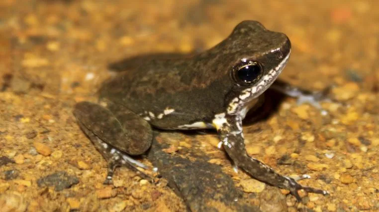 59822d75fd8ff963d33f934b3d4dcf431b17c8e4 Frosch