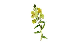 Die Gemeine Nachtkerze (Oenothera biennis) liefert wertvolle Nährstoffe.