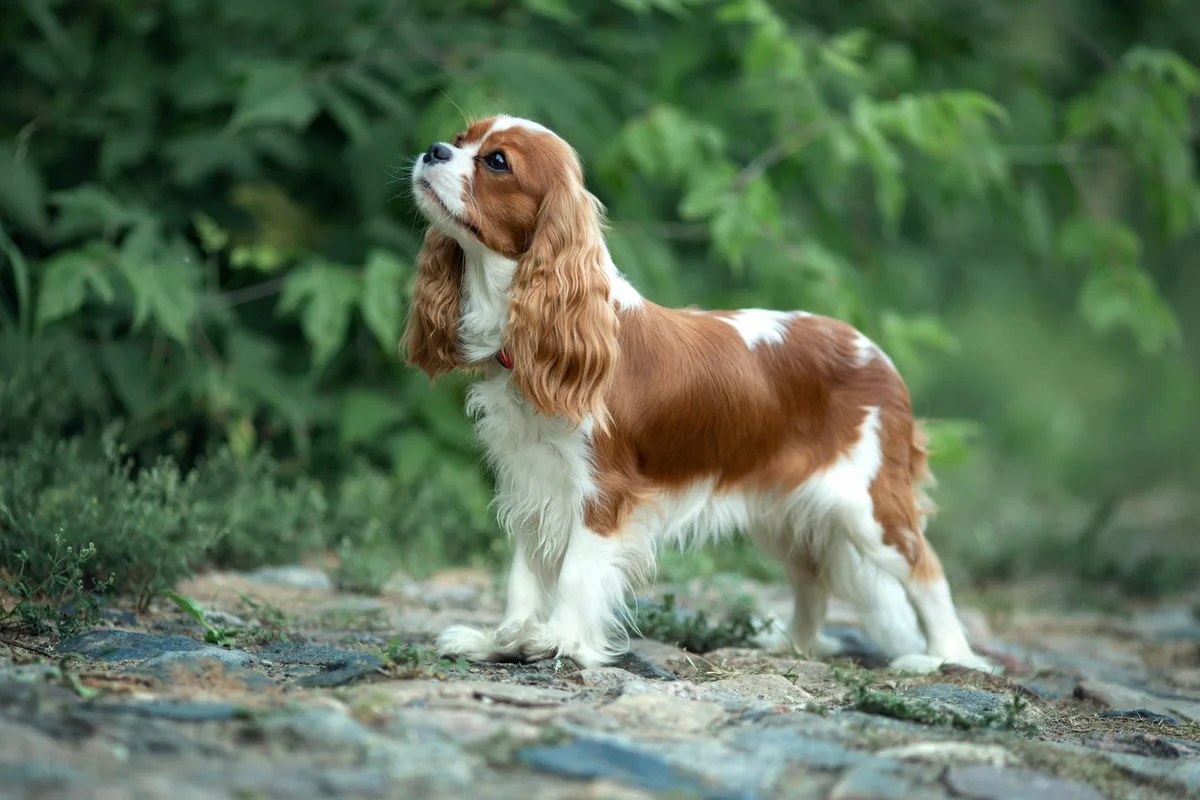 shutterstock_2032965509 Cavalier King Charles Spaniel – der liebevolle Begleiter