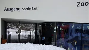 Hier gehen bis sich Ende Februar keine Besucherinnen und Besucher mehr aus dem Zoo.