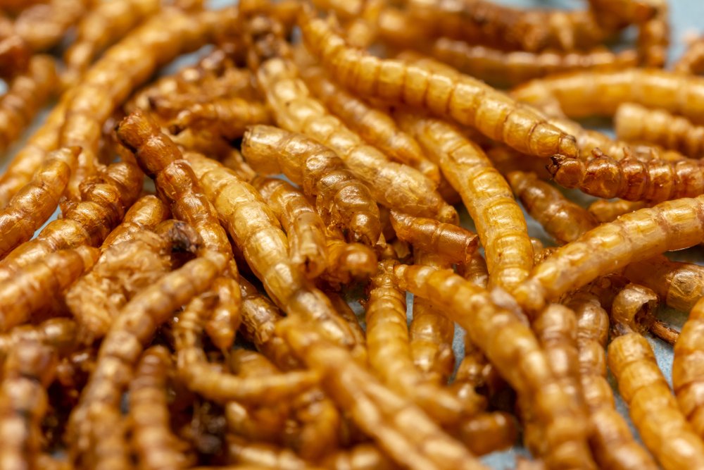 Was wurde aus Mehlwurm-Burgern und Co.?