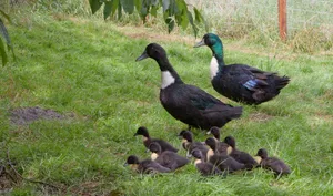 Die Pommernente ist für die Biodiversität in der Landwirtschaft von grossem Wert.