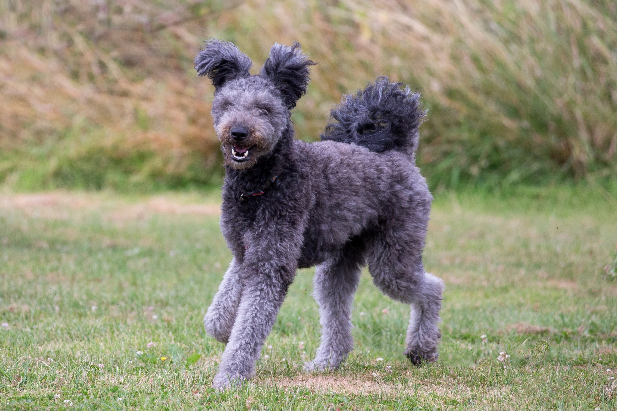 Pumi – der kleine Hirte