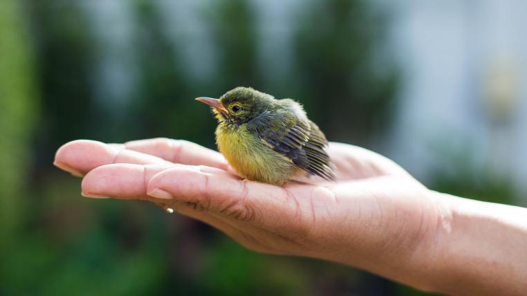 Babyvogel sitzt auf Hand