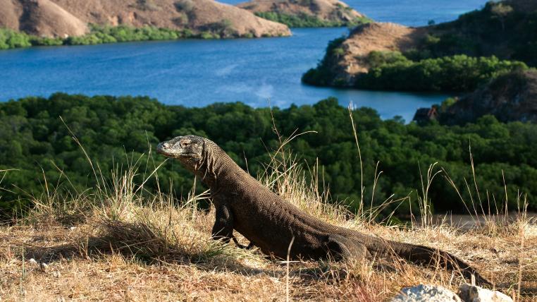 Komodowaran vor Inselpanorama